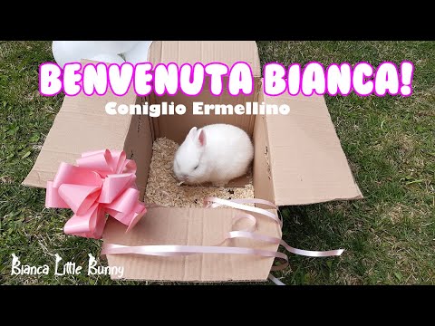 Il mio Coniglio Nano Ermellino - Benvenuta Bianca!