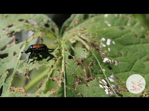 Vídeo: Informações sobre plantas que detêm besouros japoneses e plantas que evitam besouros japoneses