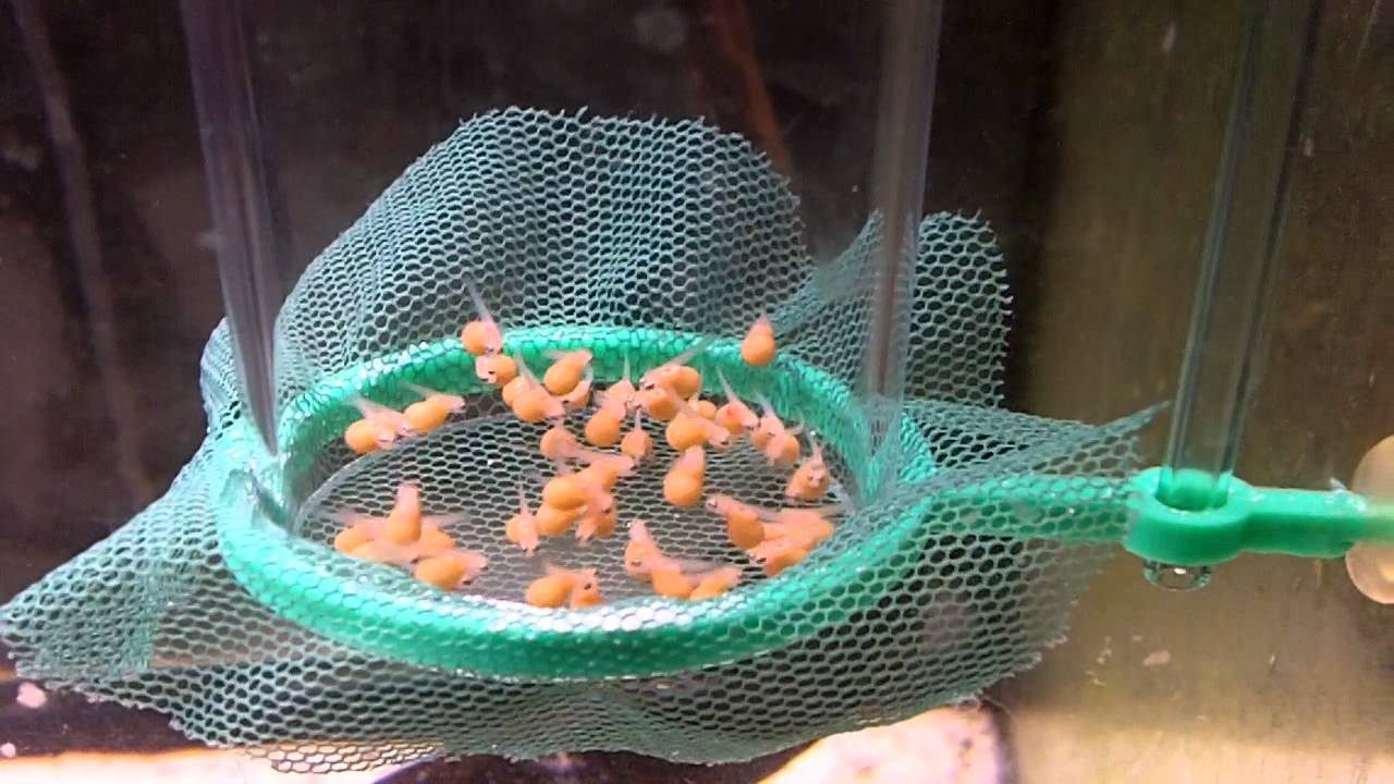 egg tumbler YouTube