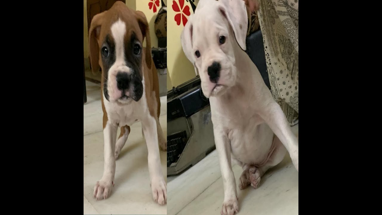 Boxer puppies for sale in delhi and india - YouTube