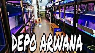 DEPO IKAN ARWANA SUPER
