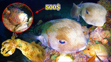 Lặn Biển Bắt Mực Lá — Ổ Cá NÓC NHIẾM Khổng Lồ | Kiếm Được 500$ Đô La