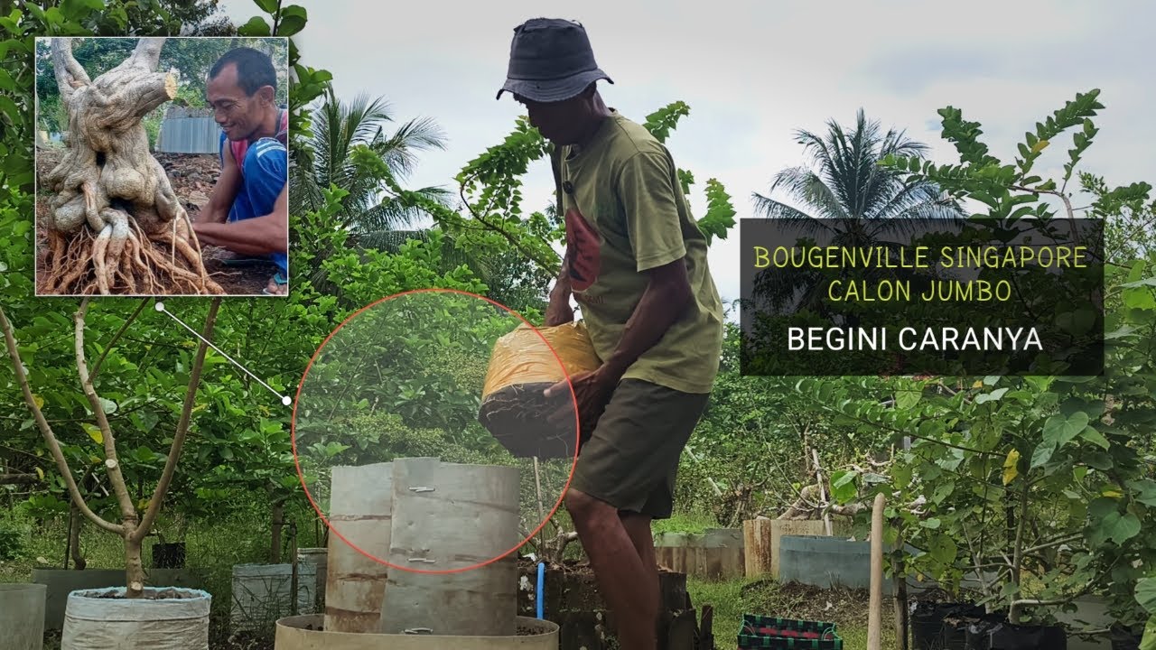 Как сделать бонсай из бугенвиллеи с большими корнями