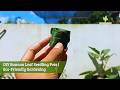 DIY Banana Leaf Seedling Pots | Eco-Friendly Gardening
