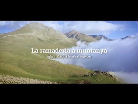 Vídeo: Ovelles de muntanya: què són?