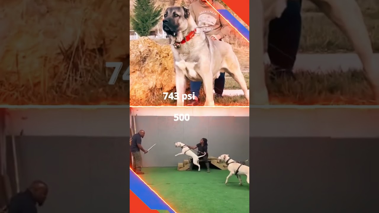 Dog Showdown: Turkish Kangal vs Dogo Argentino 🐕⚔️ 
