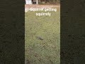 Squirrely Time!