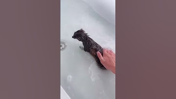 Kyle Thomas 💙 how i bath my pet meerkat mylo!! 💕🛀 he smells wonderful ✨✨ #learnonshort #kylethom