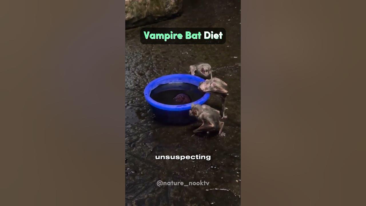 Vampire Bat Diet YouTube