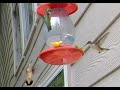 Epic Hummingbird Fights, including slow motion