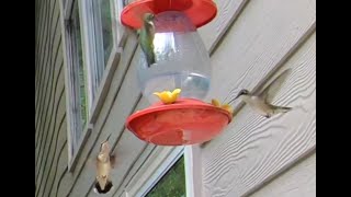 Epic Hummingbird Fights, including slow motion