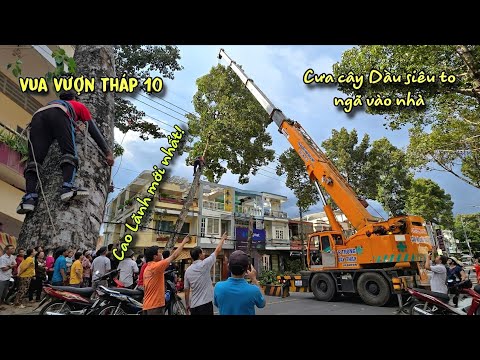 Chấn động! Cả Khu Phố Thót Tim Xem Vua Vượn Cưa Cây Dầu Khủng Ngã Vào Nhà Có Cẩu Hạng Nặng 50 Tấn