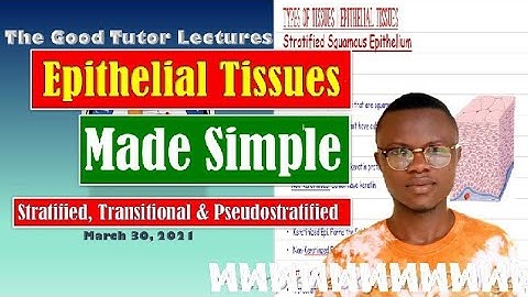 Epithelial Tissue part 2 | Stratified Epithelia