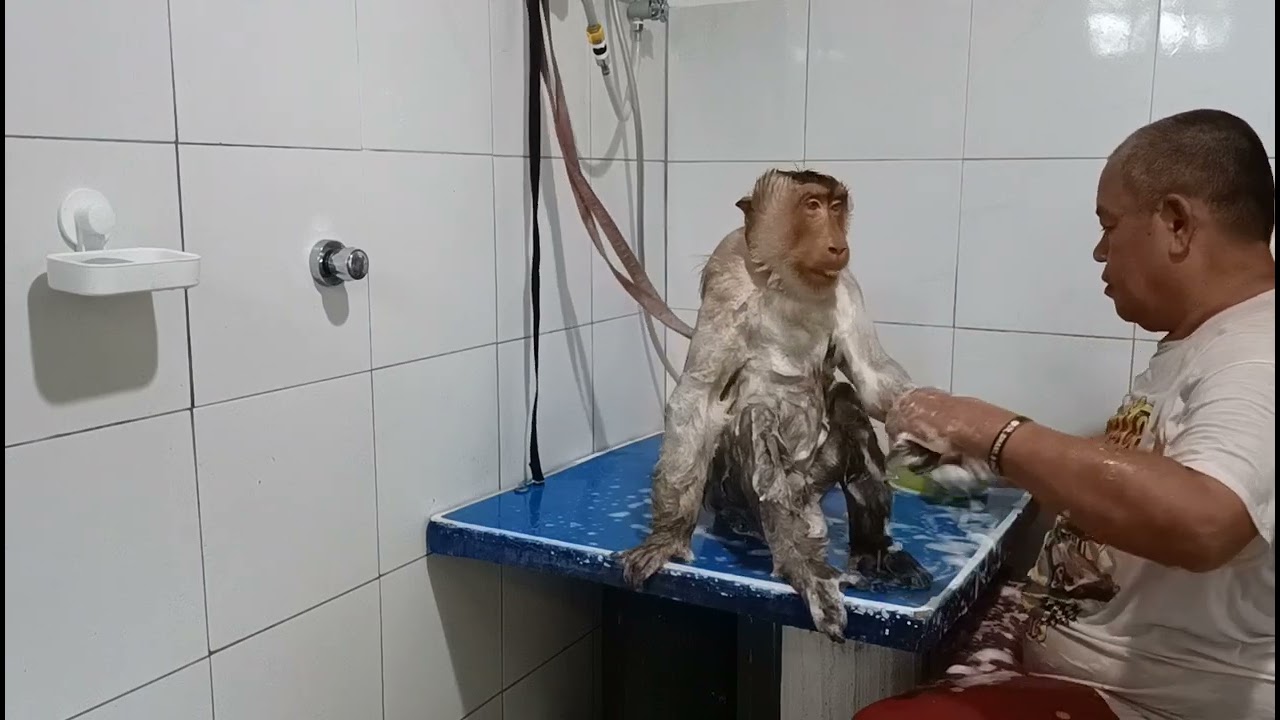 Give Jk Shaki Shakina weekly Bath