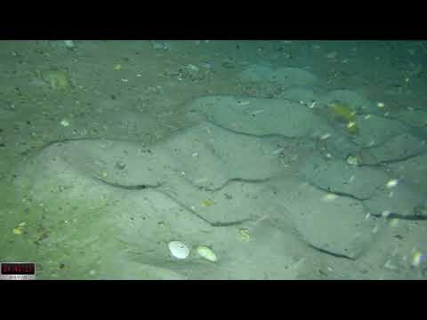 Icefish Nests off Antarctica