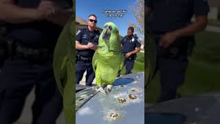 This Parrot Didnt Poop That Big