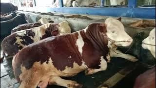 Kegabutan ABK di waktu istirahat || K A N G REBET