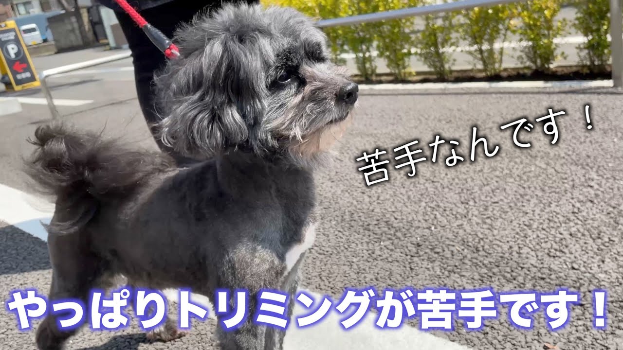 やっぱりトリミングが苦手です パピプー ゴマくん 21年3月27日 土 Youtube