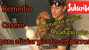 ¿Qué es bueno para los picores de los perros?