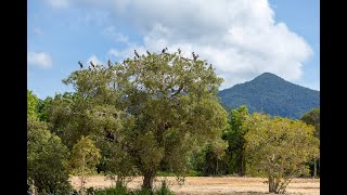 Asian Openbill flying freely across the mountain view original mountain music by Birdlover Thiha