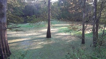 Green Swamp Cypress Trees Growing Underwater Water