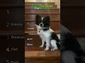 Ranking The Funniest Dog Commands