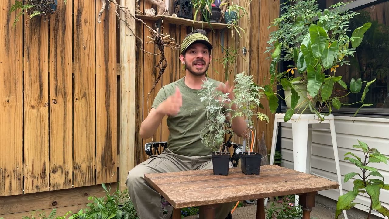 Buchanan’s nursery plant haul 🍃 ￼