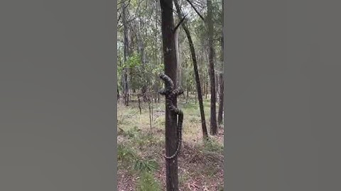Python Snake Climb on tree