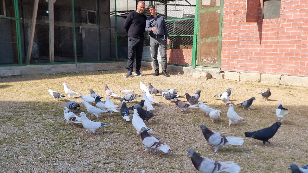 Qala Cabirin Goyercinleri 03.04.2025 (Baki Goyercin Klubunun iştirakçısı)