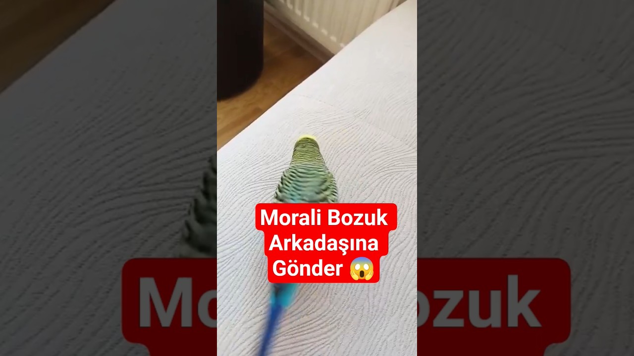 Enerjini Yükseltecek O video 😱😂 #muhabbetkuşu #birds #birdsong #talkingparot #parrot #budgies