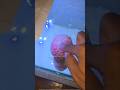 🐡Rudra Gadi gundu secret🥶 watch full video to know! #rudra #flowerhorn #funny #trending #viralshort