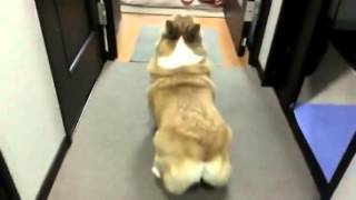 Twerking Dog