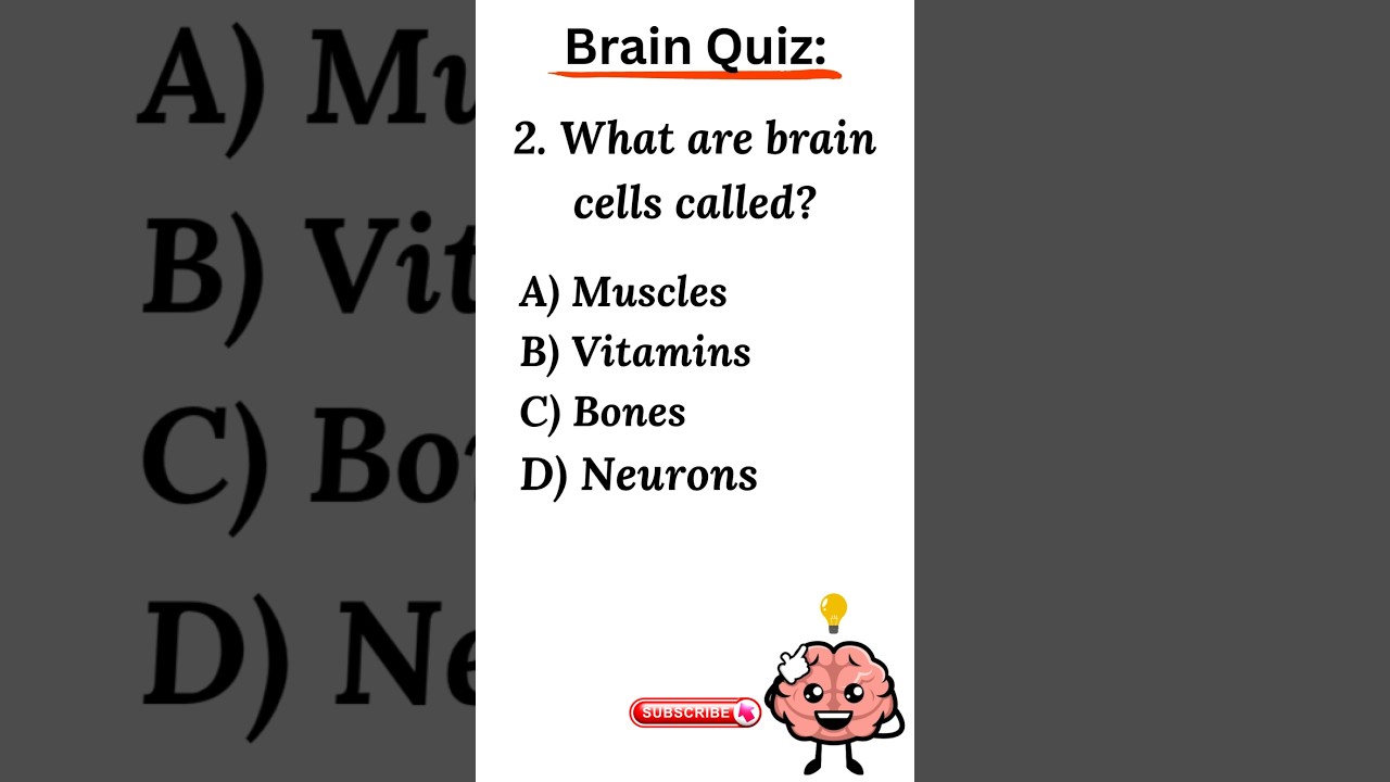 Brain cells 🧠 | quiz time | Little stars 🌟 