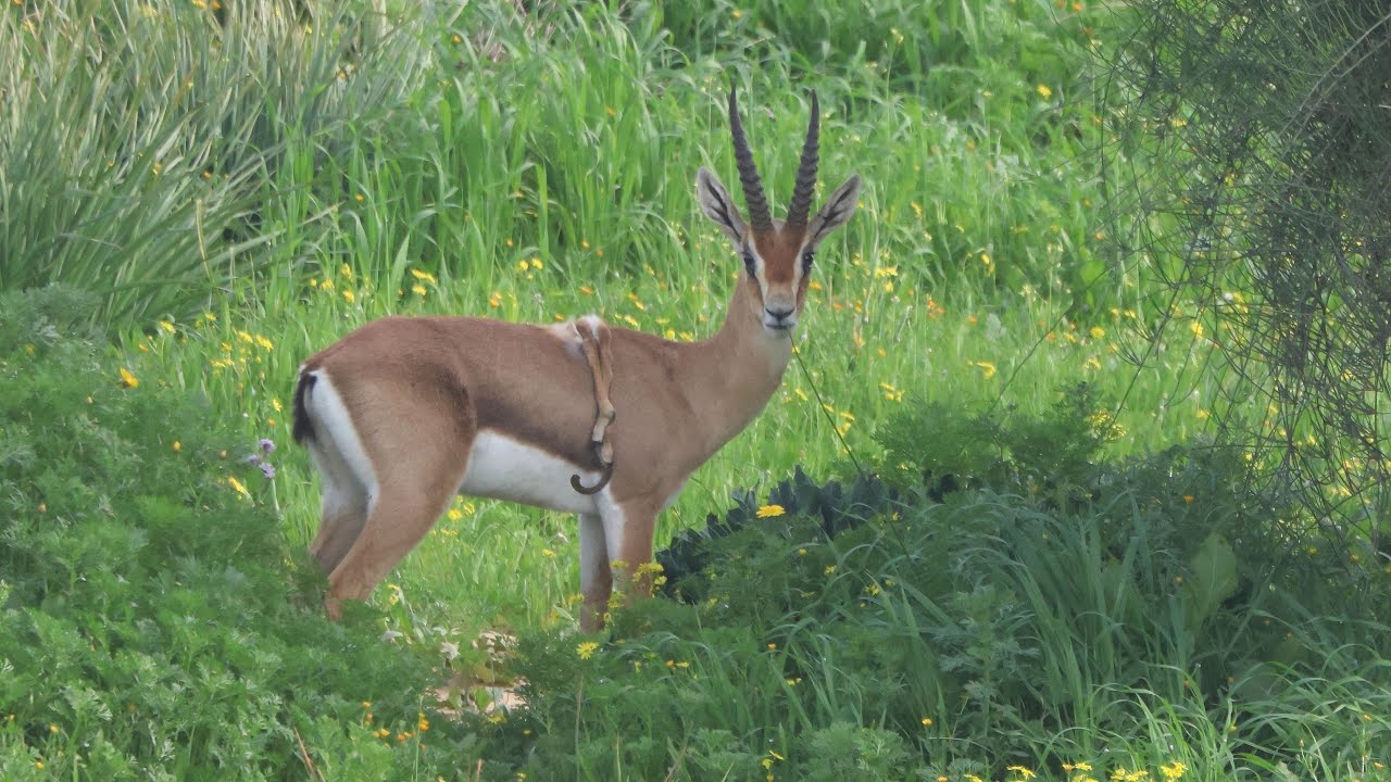 ששת חי ובועט Friday, the six legged gazelle is live & kicking