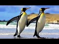 Beautiful Penguin Birds Animal II Water Birds