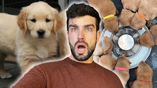 Golden Retriever PUPPIES Eat Real Food For the First Time! | Episode 17