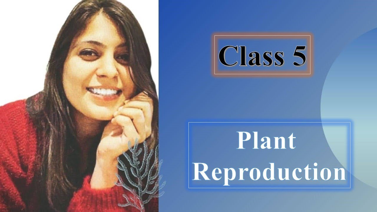 Class 5 Plant reproduction YouTube