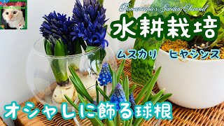 【水耕栽培】球根をオシャレにインテリアとして飾る　＃ムスカリ　#ヒヤシンス