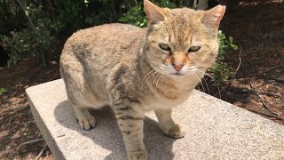 Kinako the cat has a unique cry that will make you smile.