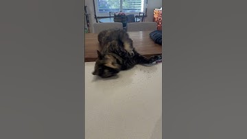 Catnip overload #cat #foryou #viralvideo