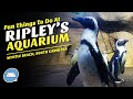 Fun Things To Do At Ripley's Aquarium In Myrtle Beach, SC