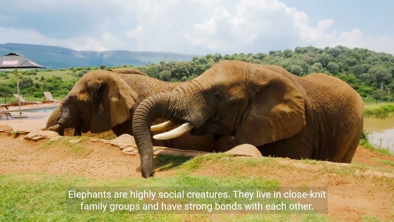 5 Amazing Facts About Elephants!