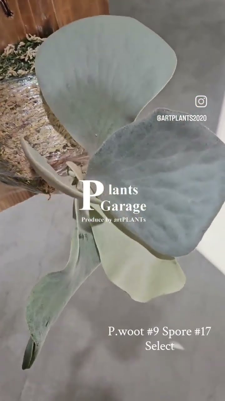 P.woot #9 Spore #17 Select #ビカクシダ #麋角羊歯 #platycerium