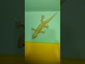 lizard video #big lizard #chhipkali video #gecko video #big lizard video #big chhipkali video#lizard