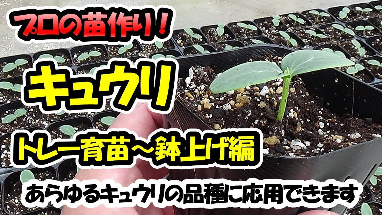【育苗のプロが教える！】キュウリの苗作り　トレー育苗～鉢上げ編（セルトレー）あらゆるキュウリの品種に応用できます