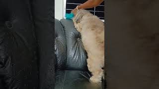 calm down #candy #shortsfeed #shorts #lhasaapso #viral #funny #dog #youtube #youtubeindia #dogs