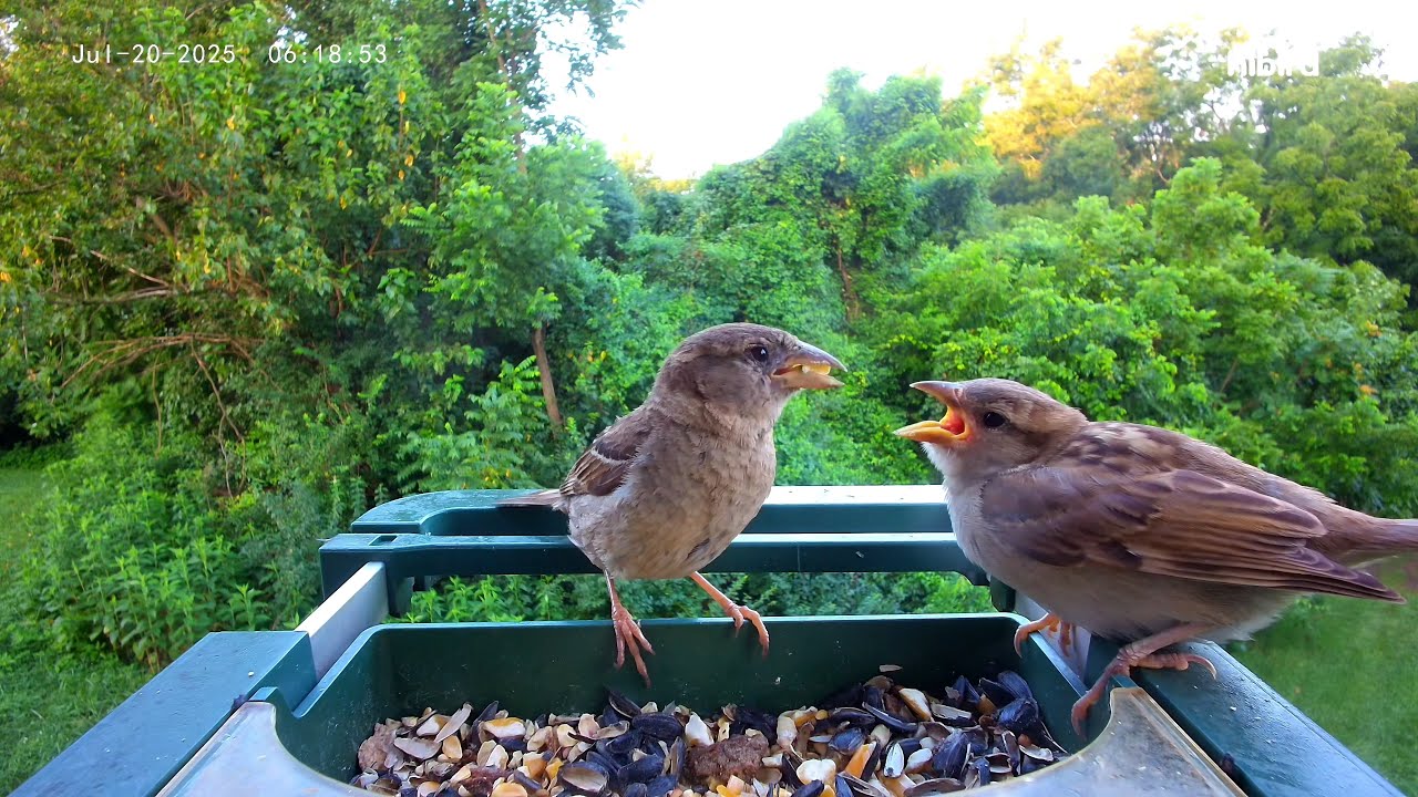 2025-07-20 Mama Sparrow Feeding Child