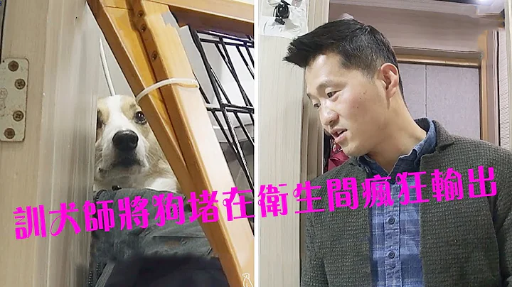 柯基犬当着训犬师的面将主人咬伤，狗狗被训犬师堵在卫生间一顿输出 - 天天要闻