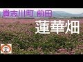 紀の川市 貴志川町 前田 の 蓮華 レンゲ れんげ 畑　Japan　Chinese milk vetch