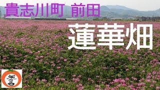 紀の川市 貴志川町 前田 の 蓮華 レンゲ れんげ 畑　Japan　Chinese milk vetch